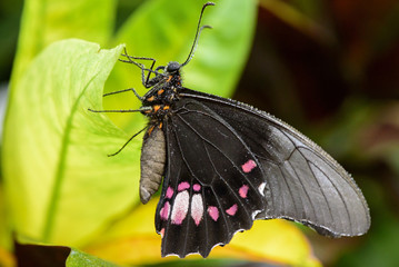 Great Mormon Butterfly (Papilion Memnon) on leaf, Macrophography