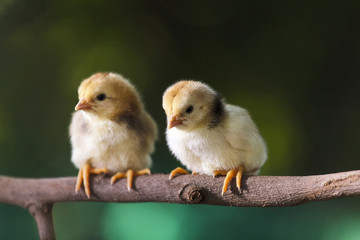 Group of cute chicks on the branches of the tree