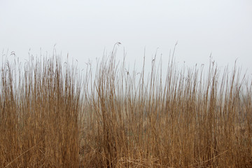 Obraz premium thickets of grass in the fog in a vacant lot in the spring early in the morning.