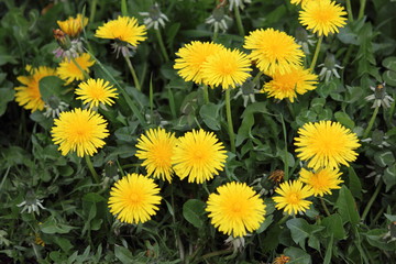 Naklejka premium Blumen von Löwenzahn (Taraxacum sect. Ruderalia)