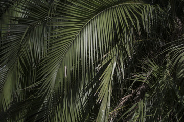 Zielone palmy - obrazy, fototapety, plakaty