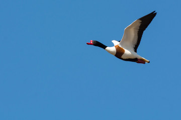 Flying Common shelduck 