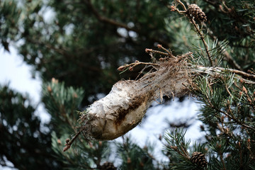 nid de chenille processionnaire du pin