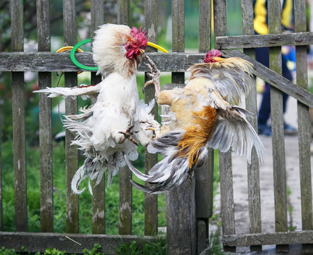 two brisk aggressive rooster fight in the backyard farms in the village high soaring and straightened the feathers