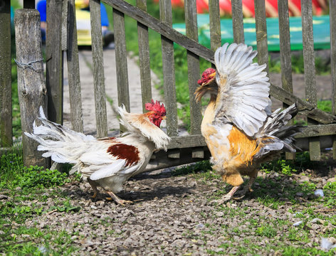 two brisk aggressive rooster fight in the backyard farms in the village in the summer