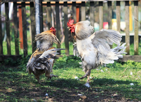 two brisk aggressive rooster fight in the backyard farm funny wings and feathers