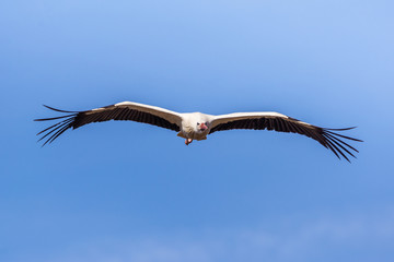 Storch im Anflug