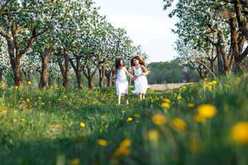 Obraz premium beautiful young girls with blue eyes in a white dresses in the garden with apple trees blosoming having fun and enjoying smell of flowering spring garden at the sunset. two friends running