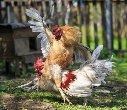 two bright rustic rooster fighting in the farm yard it is ridiculous to spread its wings and riding each other
