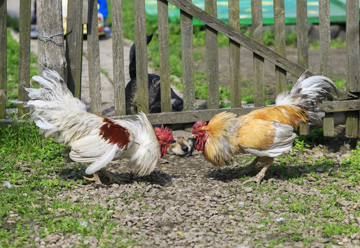  two village roosters fighting in the yard of the farm and teasing the dog behind the fence