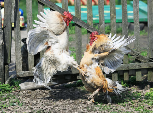 two lively cock fight in the back yard of the farm funny wings and feathers and high jumping