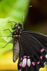 Fototapeta na wymiar Great Mormon Butterfly (Papilion Memnon) on leaf, Macrophography