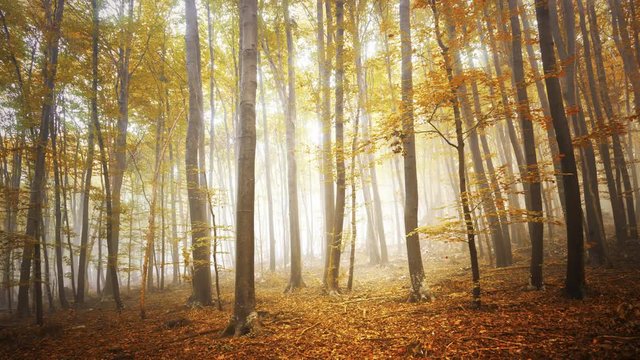 Gold colored autumn season sunny forest landscape with falling leaves. 