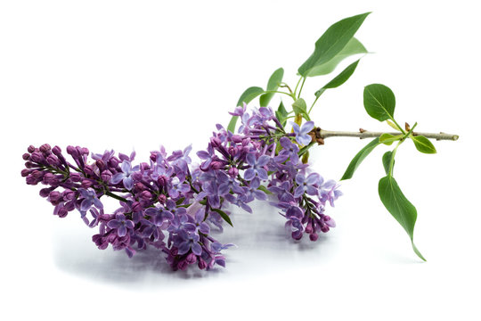 flieder isoliert freigestellt auf wei&szlig;en Hintergrund, Freisteller