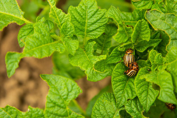 Colorado potato beetle on leaves 