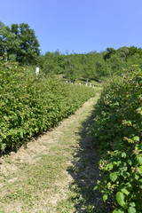 Fototapeta na wymiar Culture, framboisier, Rubus idaeus, Serbie