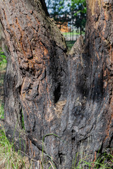 Bark of a tree in the forest with a nail hammered into it.