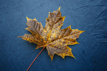 maple leaf