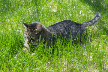 Obraz premium cat playing in green grass in spring in sunny weather