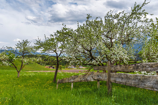 Apfelbaum Blüte in Wildermieming Tirol