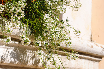 Flower in the pot on the windowsill