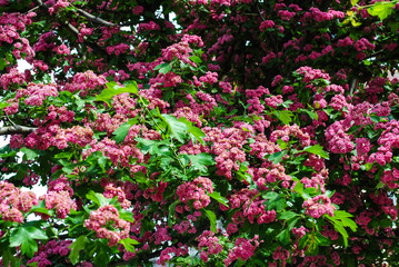 Fototapeta premium Flowering trees and flowers in spring