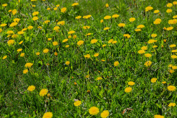 Close up of blooming yellow dandelion flowers Taraxacum officinale in garden on spring time. Detail of bright common dandelions in meadow at springtime. Used as a medical herb and food ingredient.
