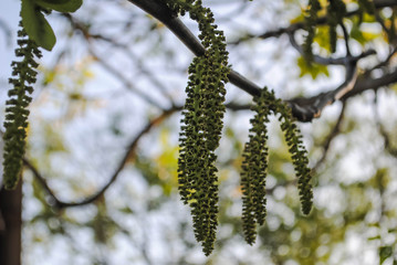 Flowering trees and flowers in spring
