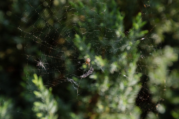 Spider on the web kills its prey