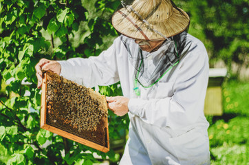 Pszczelarz podczas wiosennej inspekcji w pasiece
