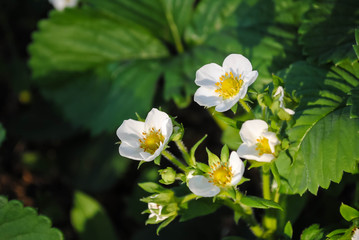 Flowers and leaves of strawberry