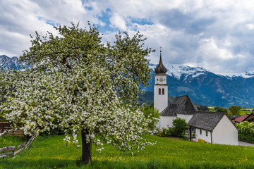 Blühender Apfelbaum mit Kirche, Wildermieming, Tirol