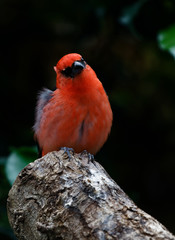 Cardinal rouge