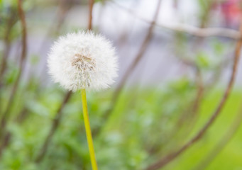 Close up dandelion flower in blue bright turquoise. Background horizontal view.