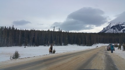 국립공원 내 야생 사슴 - 엘크