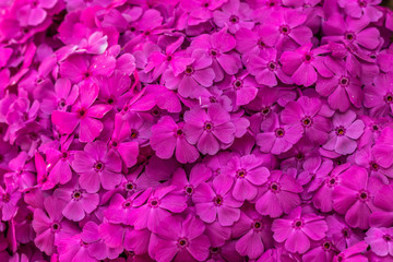 Blumen Teppich Phlox