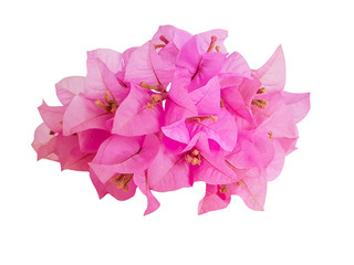 framework of pink bouquet Bouginvillea flowers with empty space on white background and Clipping Paths for easy die cut
