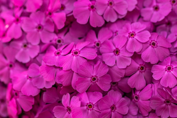 Fototapeta na wymiar Blüten Teppich Phlox