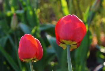 Fototapeta premium Red tulips during flowering in the spring garden.