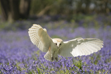 Barn owl_