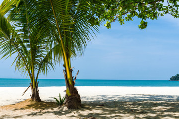 Naklejka na ściany i meble Green palms on white sand sea beach