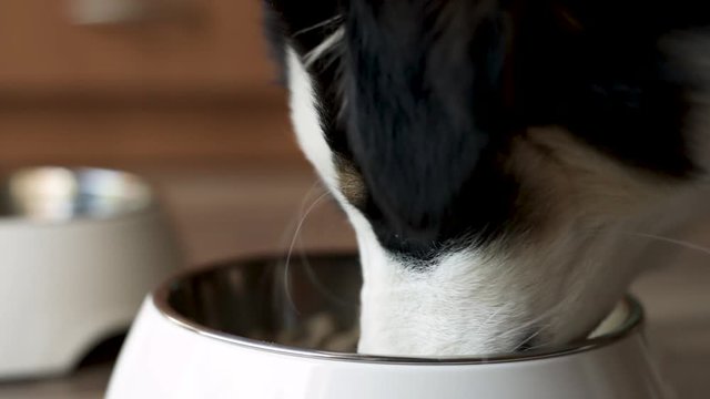 Cute hungry dog Australian shepherd eating food from bowl. Happy Aussie puppy 4 months enjoy dinner. Pet animal and nutrition.