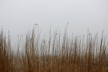 thickets of grass in the fog in a vacant lot in the spring early in the morning.