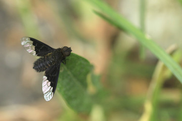 black fly sitting on leaf