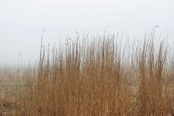 Fototapeta premium thickets of grass in the fog in a vacant lot in the spring early in the morning.