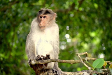 Rhesus macaque Monkey
