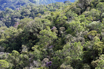 Close-up of dense forest