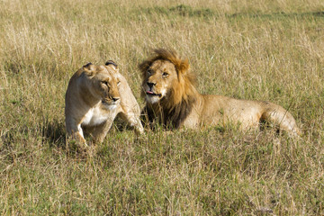 Couple of lions during mating period in the Msai Mara National PArk in Kenya