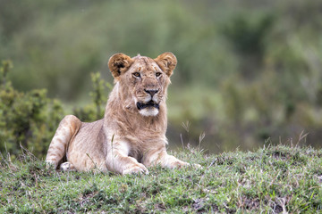 Fototapeta na wymiar Young male lion resting but alert in the Msai Mara National Park in Kenya
