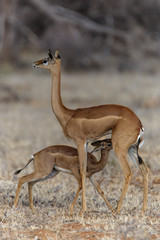 Gerenuk baby drinking at mother in Samburu National Park in Kenya